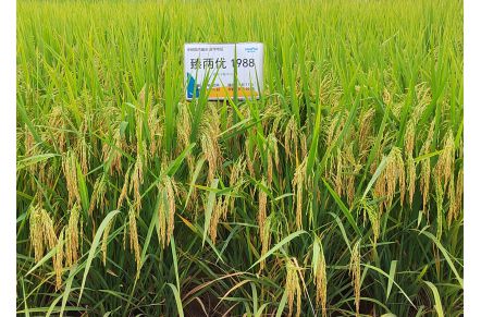 臻兩優(yōu)1988 臻兩優(yōu)1988