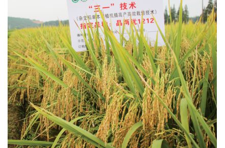 晶兩優(yōu)1212 晶兩優(yōu)1212