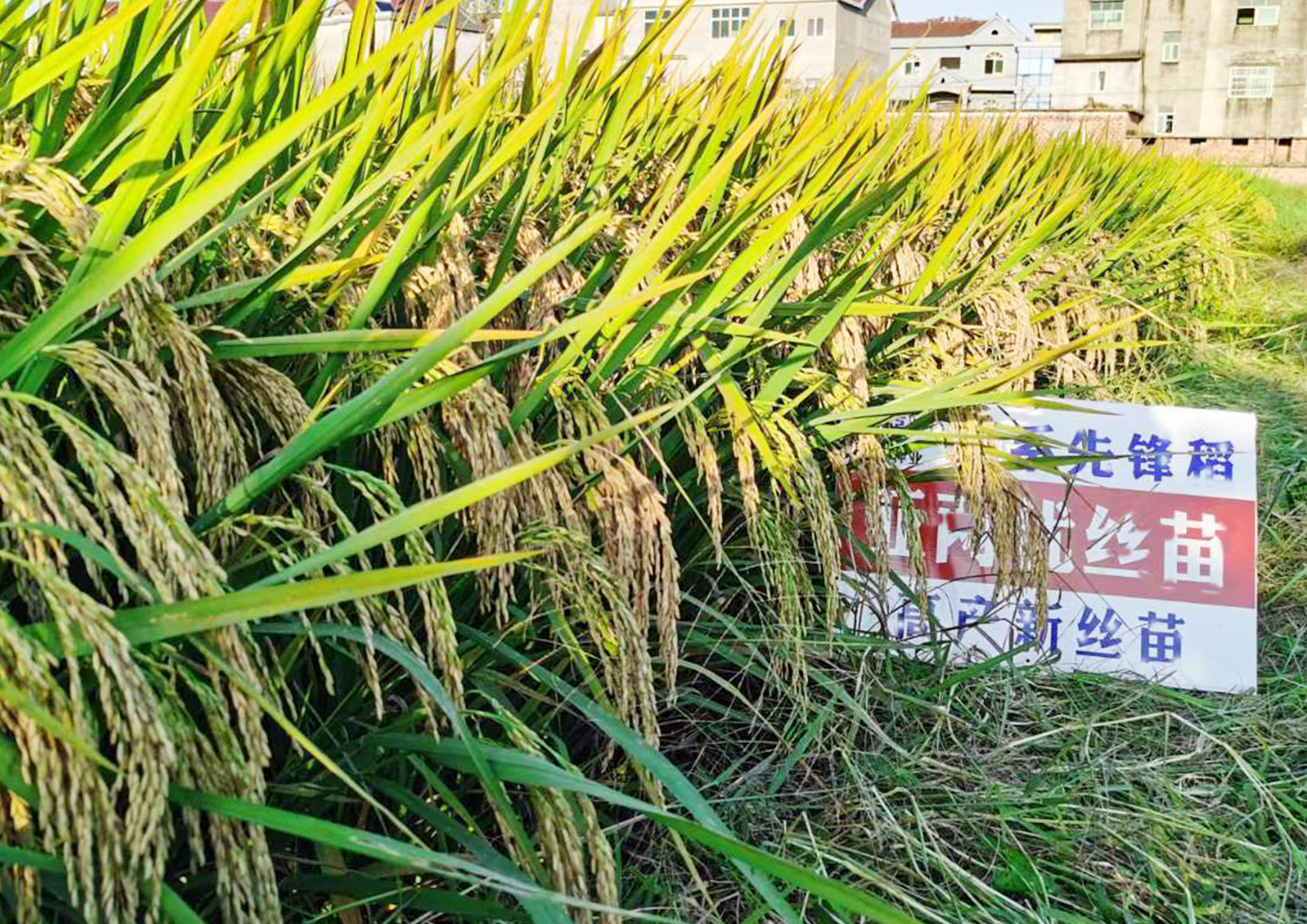 亞兩優(yōu)絲苗