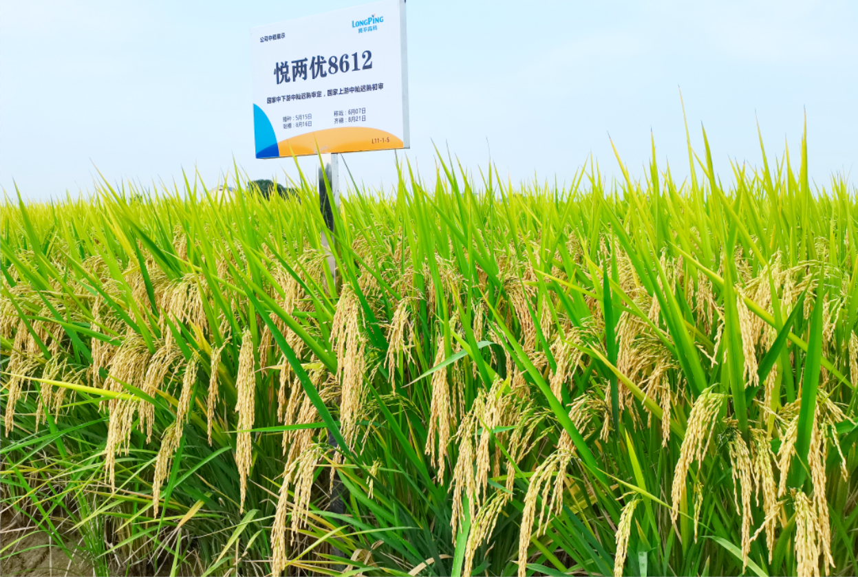 悅兩優(yōu)8612 悅兩優(yōu)8612