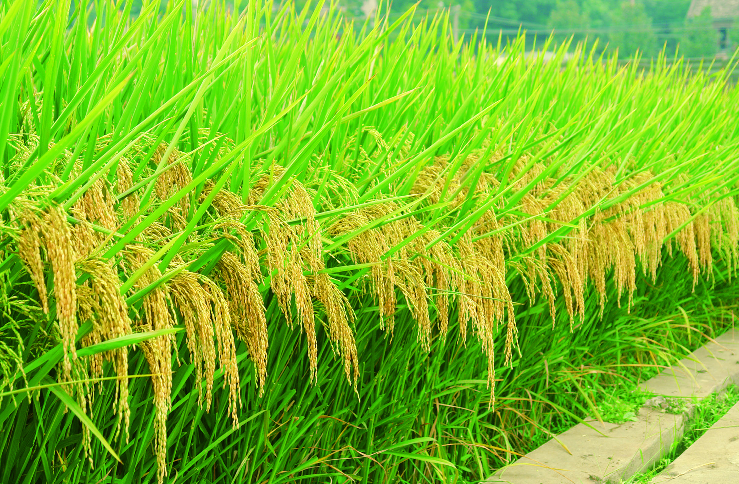 鈺兩優(yōu)611 鈺兩優(yōu)611