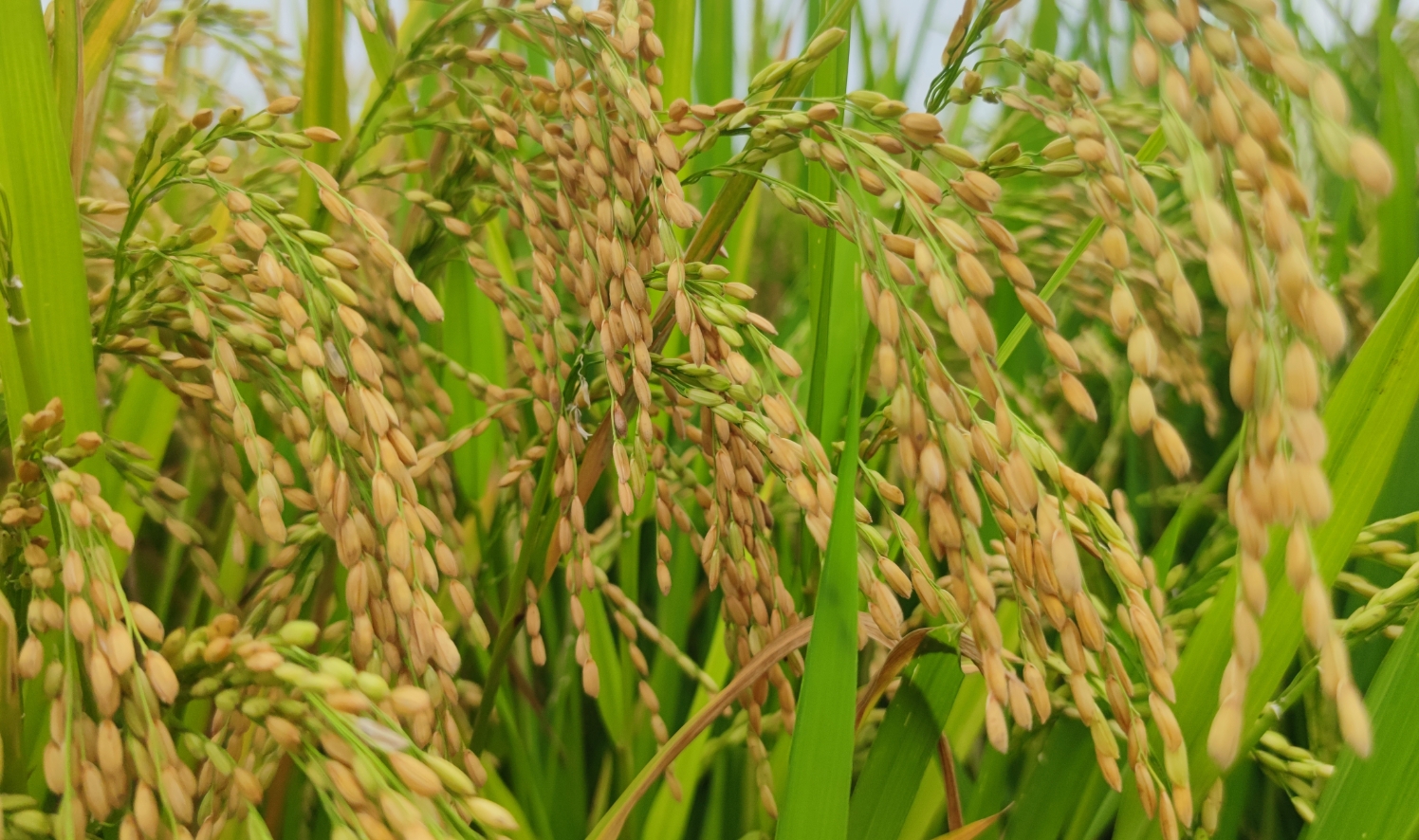 鈺兩優(yōu)113 鈺兩優(yōu)113